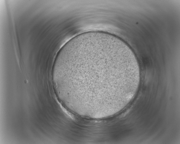 X0000065961521200603241834