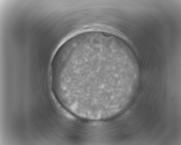 X0000065961522200603241834