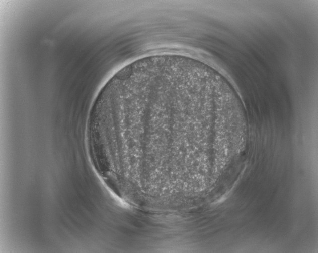 X0000065961533200603241834