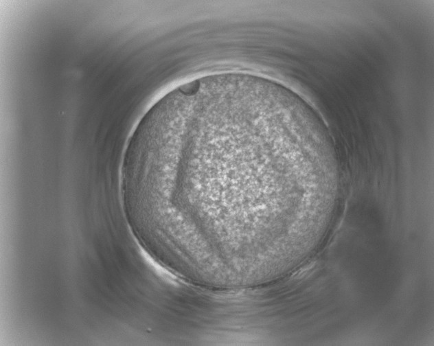 X0000065961535200603241834