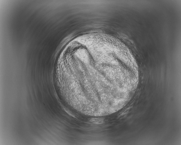 X0000065960051200603311822