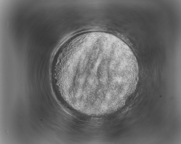 X0000065960055200603311822
