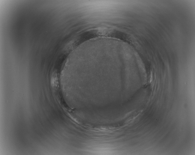 X0000065960137200603311822