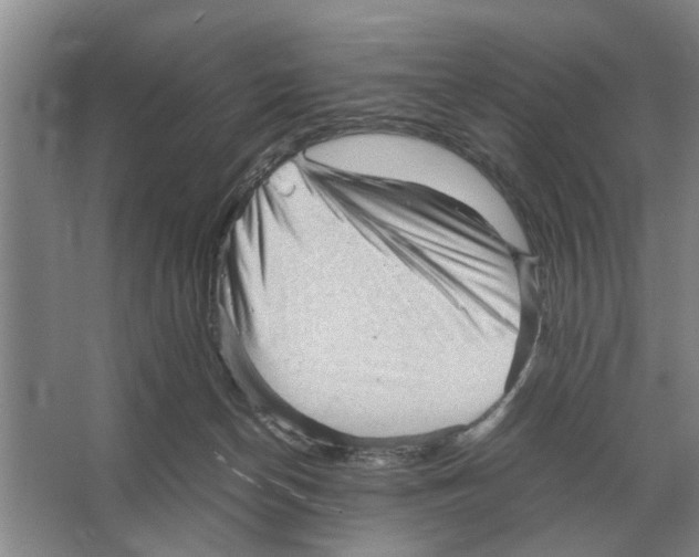 X0000065960174200603311821