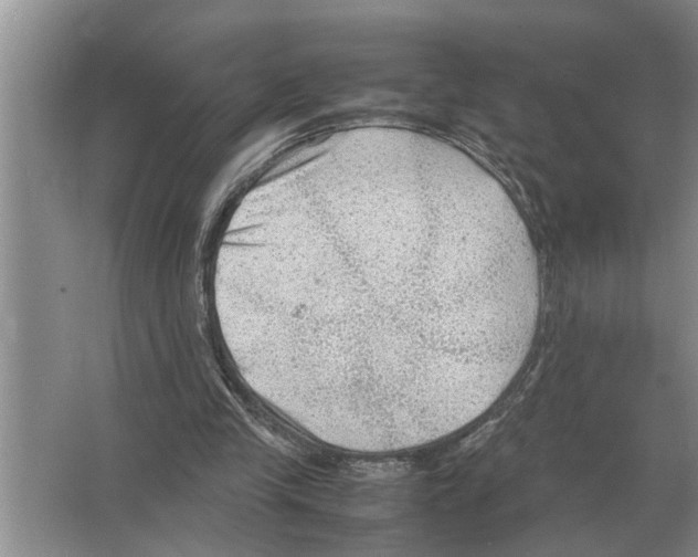 X0000065960245200603311819