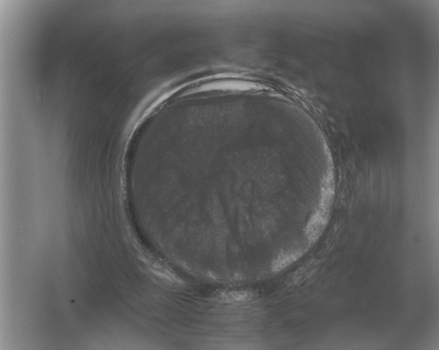 X0000065960247200603311819