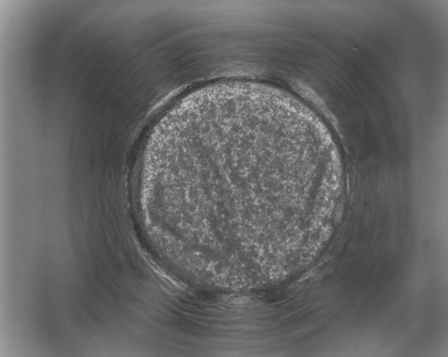 X0000065960249200603311819
