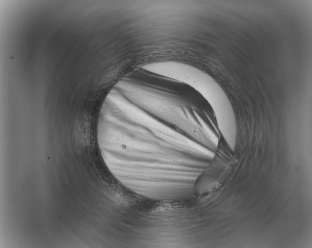 X0000065960416200603311817