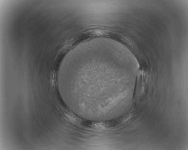 X0000065960423200603311817