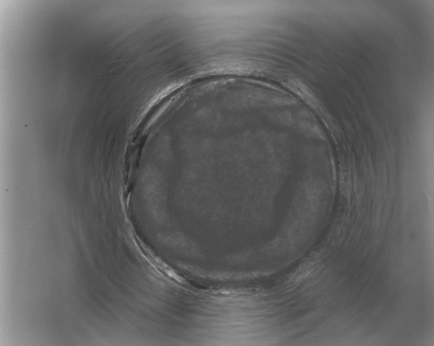 X0000065960434200603311816