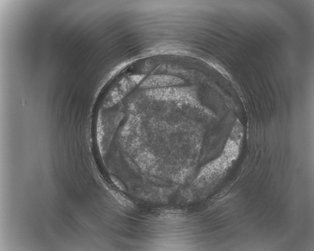 X0000065960438200603311816