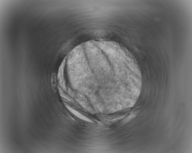X0000065960528200603311815
