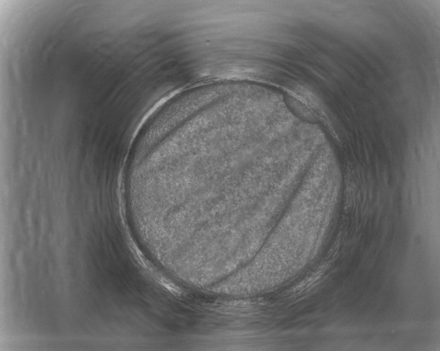 X0000065960798200603311810