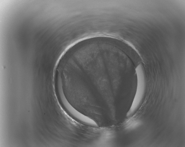 X0000065961508200603311758