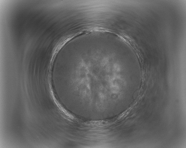 X0000065970049200603031139