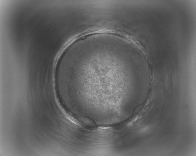 X0000065970055200603031139