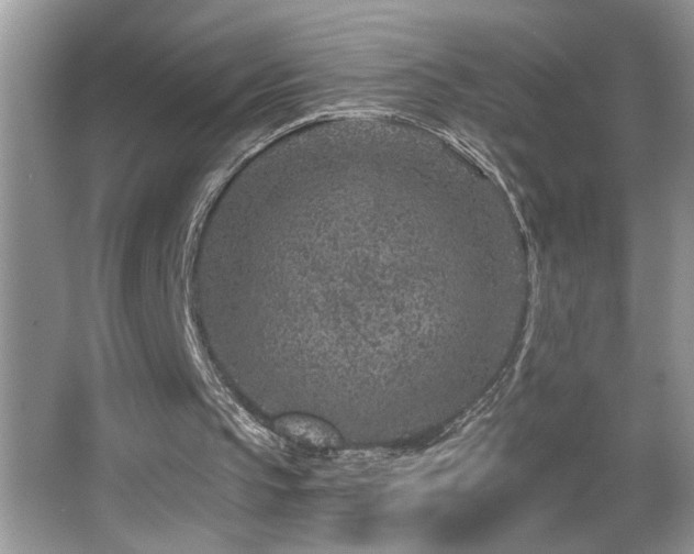 X0000065970145200603031137