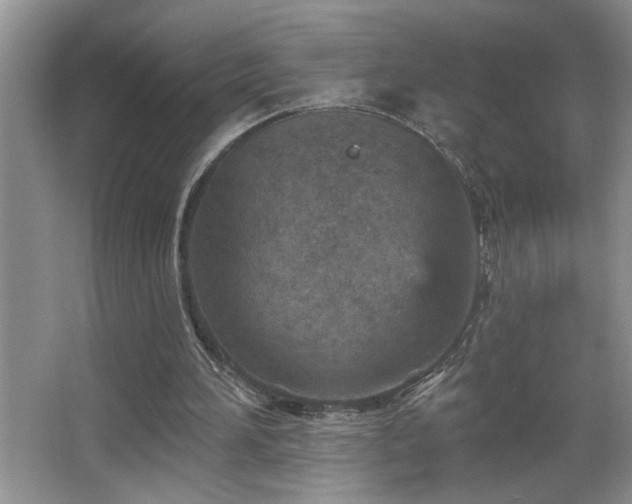 X0000065970196200603031137