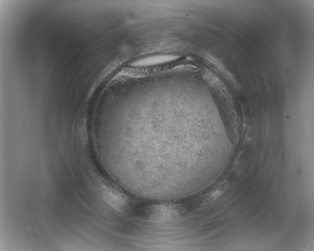 X0000065970250200603031136