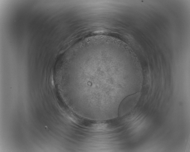 X0000065970266200603031136