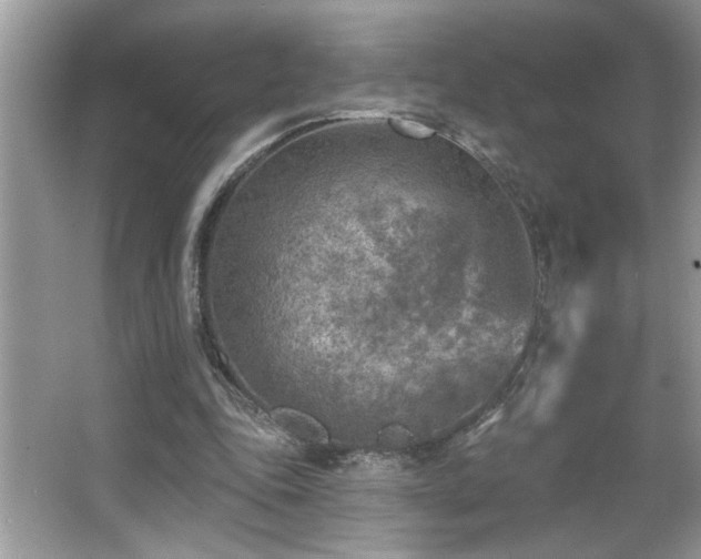 X0000065970343200603031134