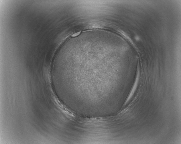 X0000065970386200603031134