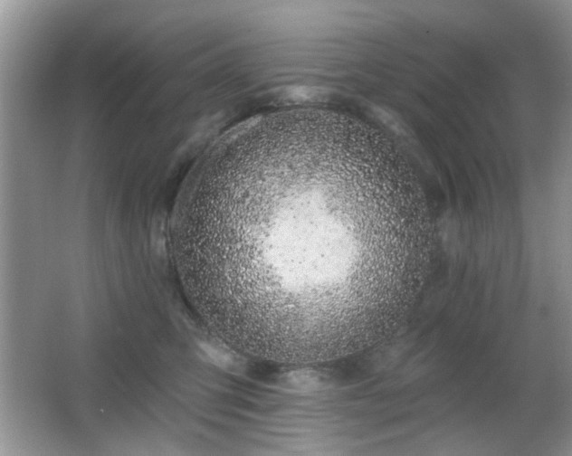 X0000065970423200603031133