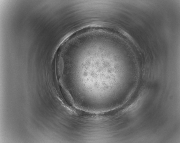 X0000065970829200603031126