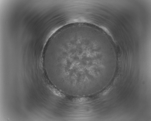 X0000065970879200603031126