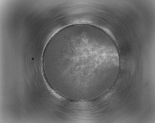 X0000065970895200603031125