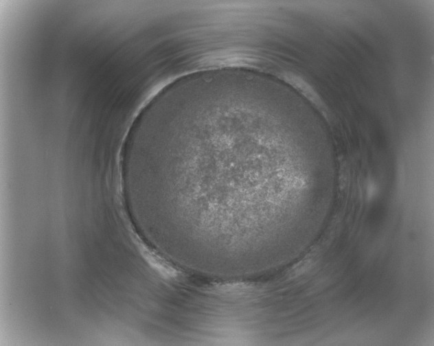 X0000065971031200603031123