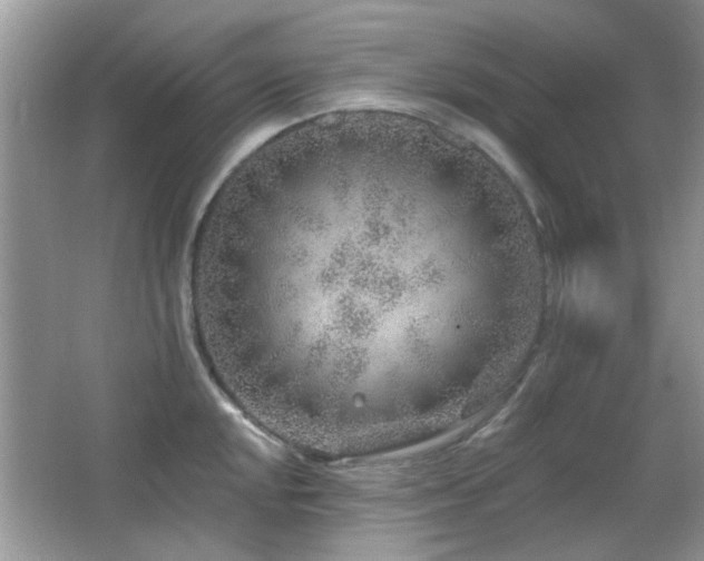 X0000065971048200603031123