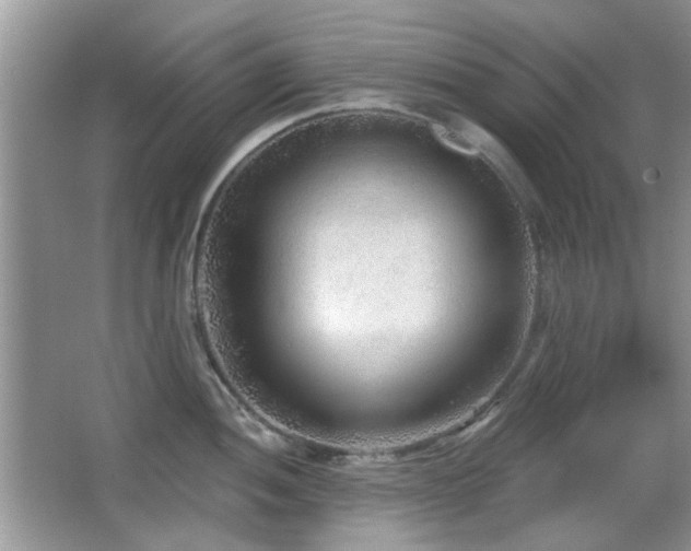 X0000065971052200603031123