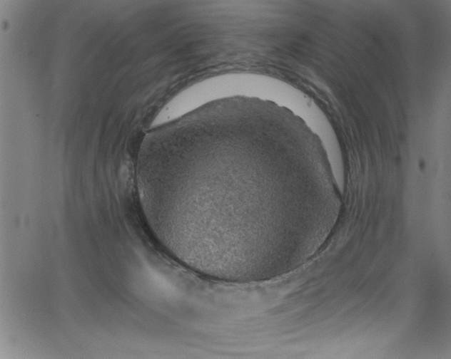 X0000065970029200603061200