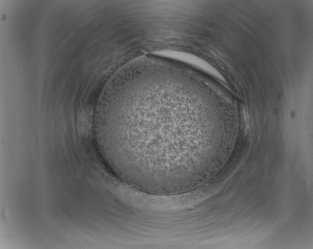 X0000065970030200603061200