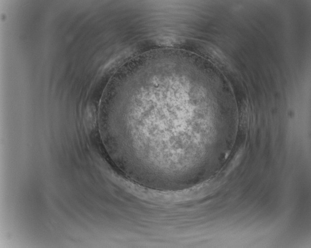 X0000065970043200603061200