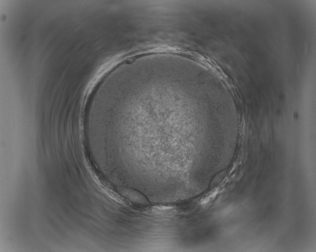 X0000065970055200603061159