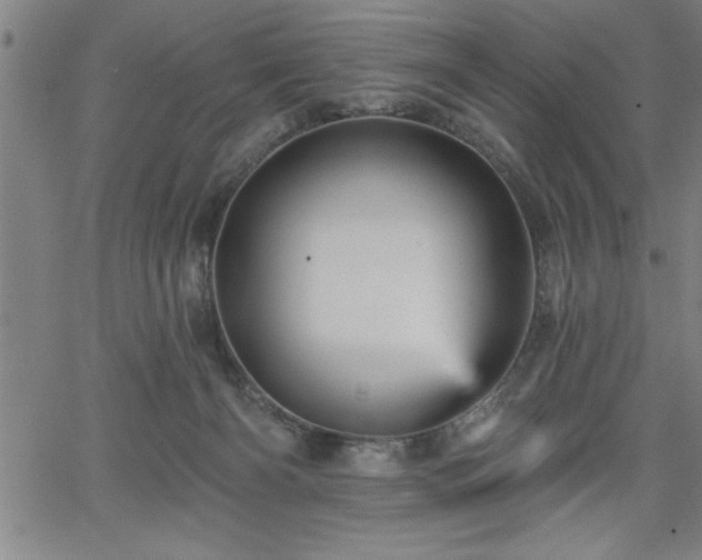 X0000065970126200603061159