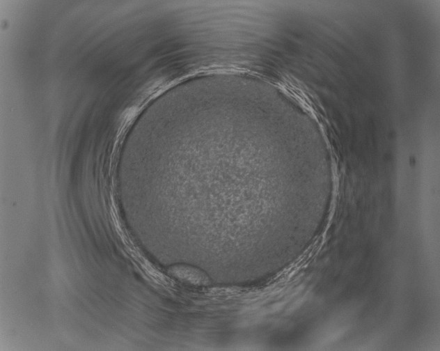 X0000065970145200603061158