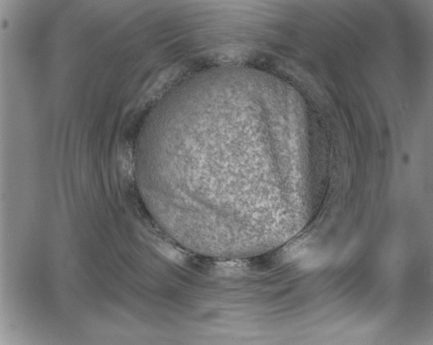 X0000065970240200603061157