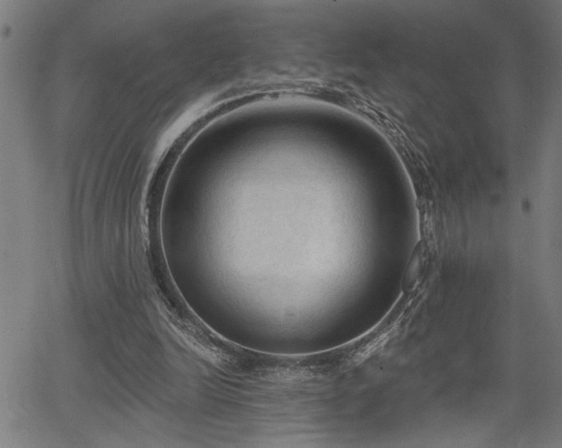 X0000065970246200603061156