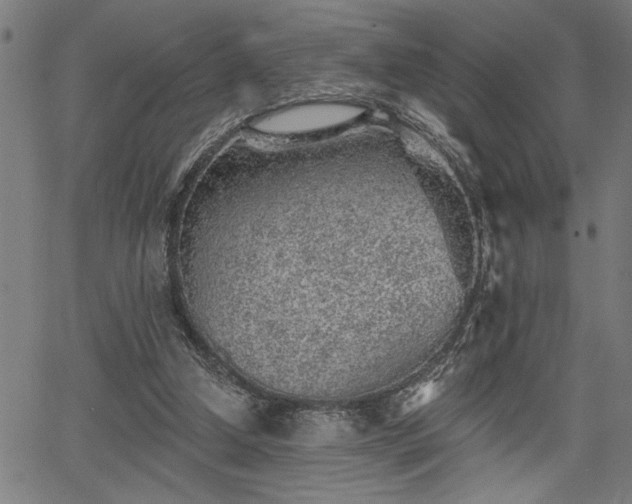 X0000065970250200603061156