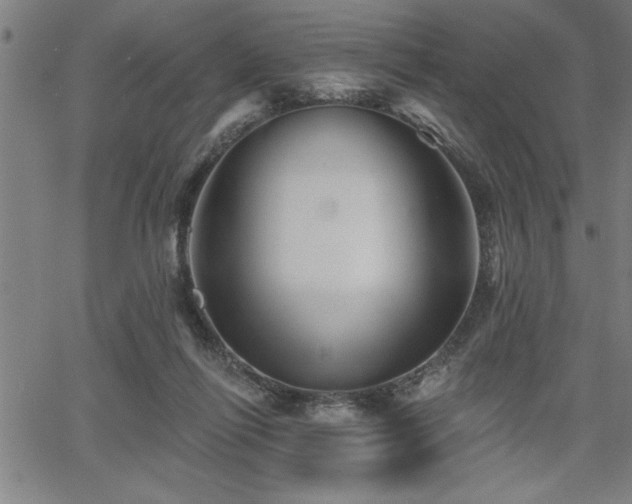 X0000065970262200603061157