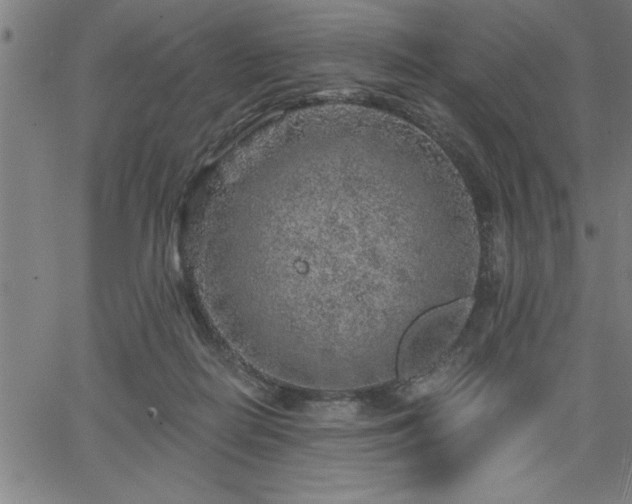 X0000065970266200603061157