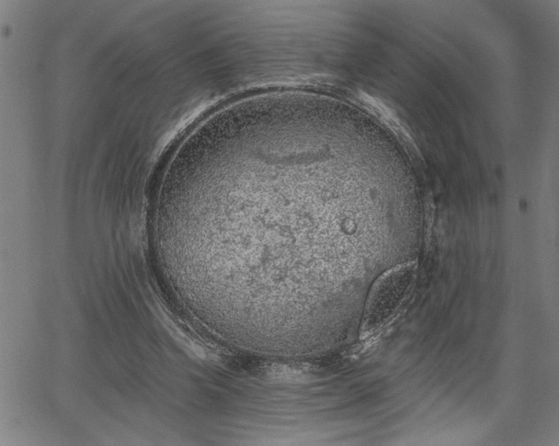 X0000065970346200603061155