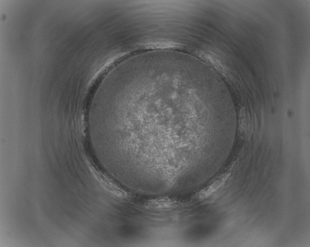 X0000065970351200603061155