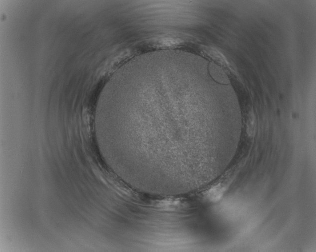 X0000065970366200603061155