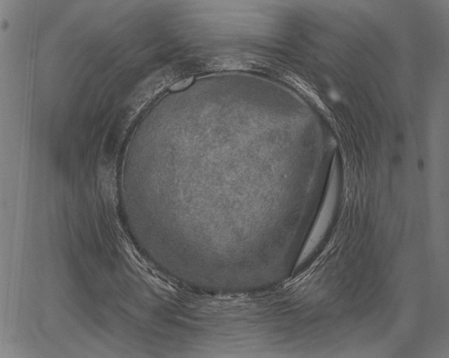 X0000065970386200603061155