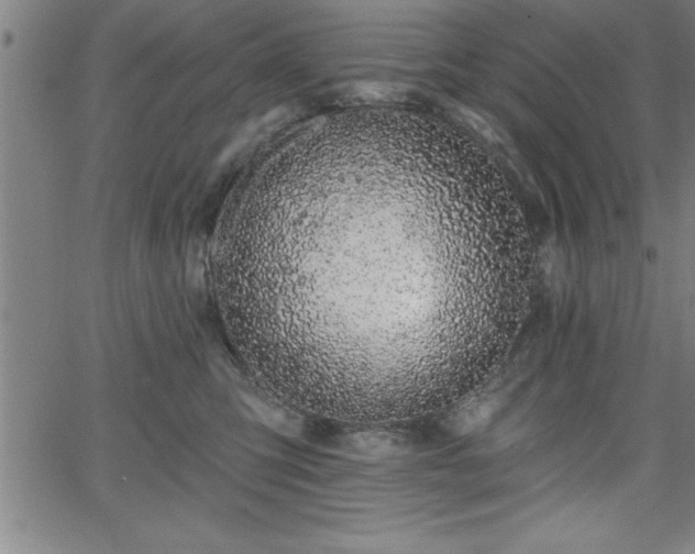 X0000065970423200603061154