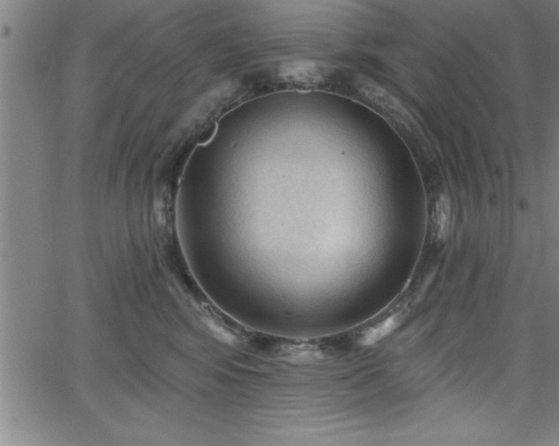 X0000065970424200603061154